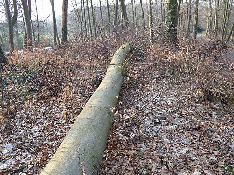 Bäume fällen auf privatgrundstück